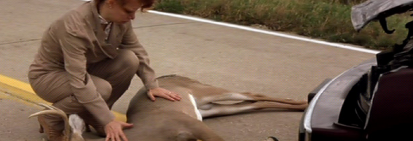  L'automobiliste se lamente sur la mort du cerf