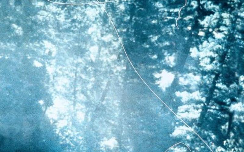 Et au milieu coule une rivière